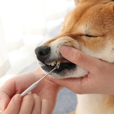 Pet Dog Toothbrush